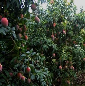 अतिघन आंबा लागवड डॉ. कापसे