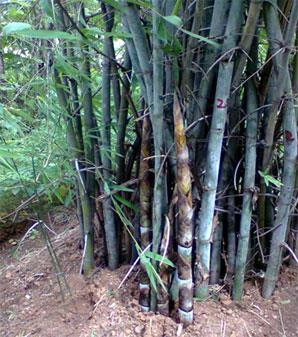 बांबू वन शेती