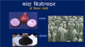 कांदा बिजोत्पादन - डॉ किसन लवांडे