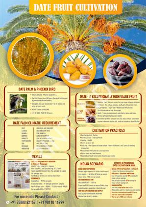 Date Fruit Cultivation