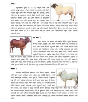 Cow Breeds
