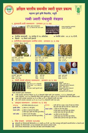 रब्बी ज्वारी पंचमुखी तंत्रज्ञान